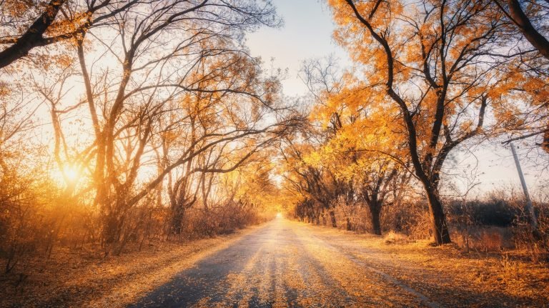 Autumn forest with country road at sunset. Trees in fall